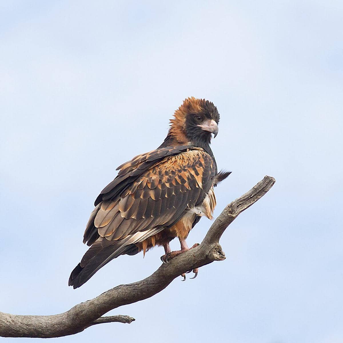 black-breasted buzzard