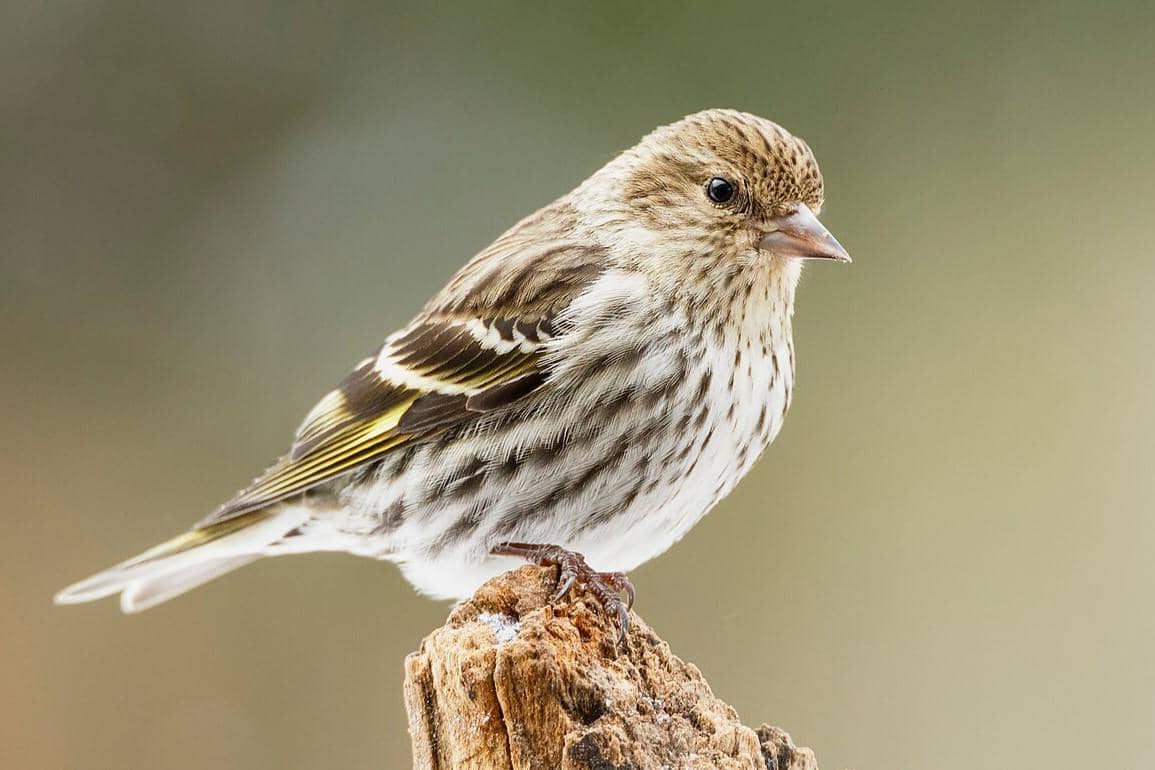 5 Fakta Pine Siskin, Punya Pola Migrasi Acak yang Melintasi Benua