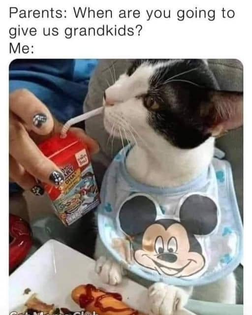 meme kucing tentang orangtua