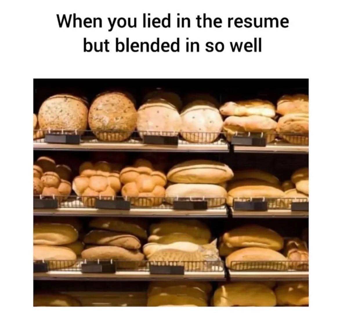 meme kucing tentang kebohongan