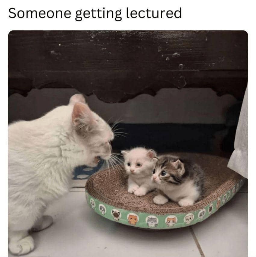 meme kucing tentang orangtua