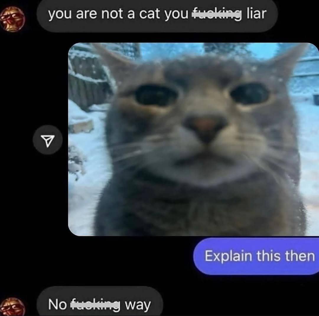 meme kucing tentang kebohongan