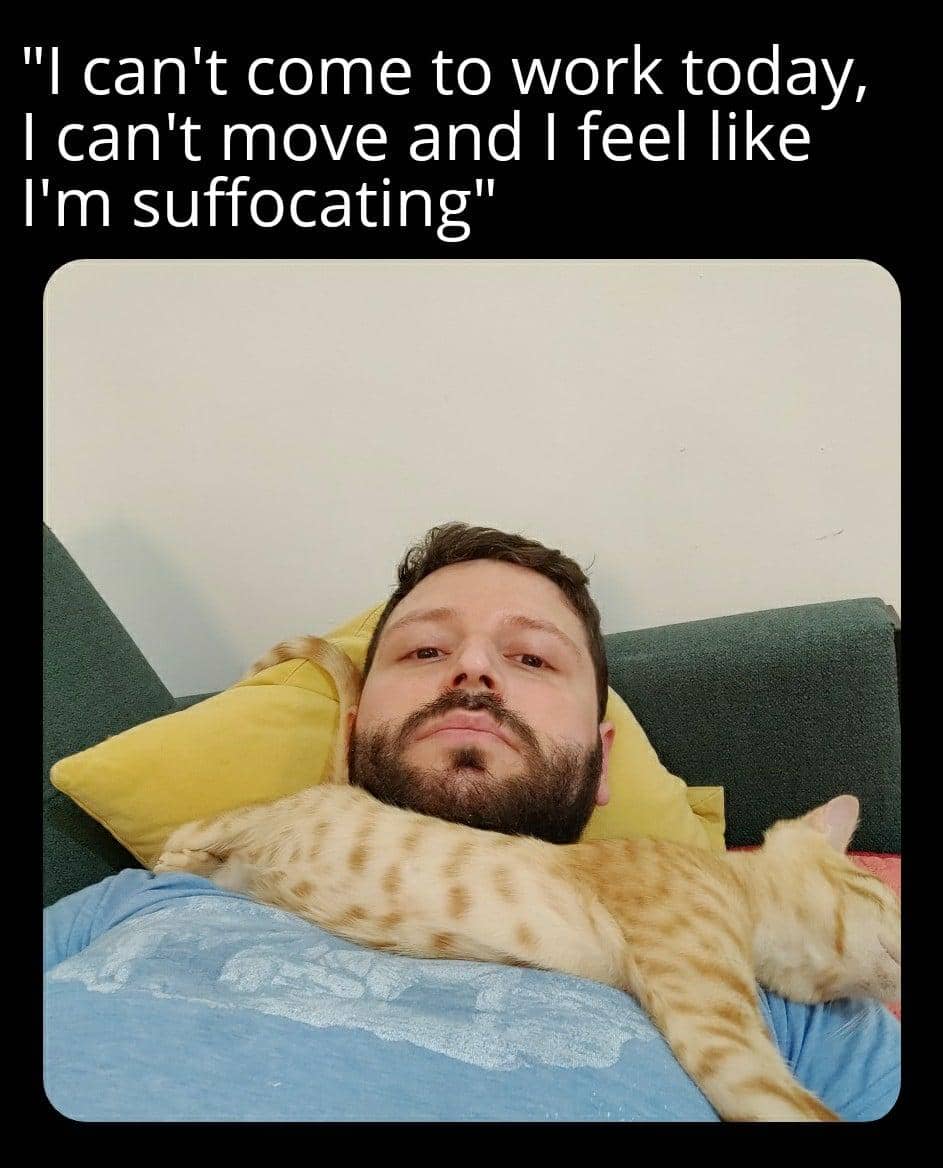 meme kucing tentang kebohongan