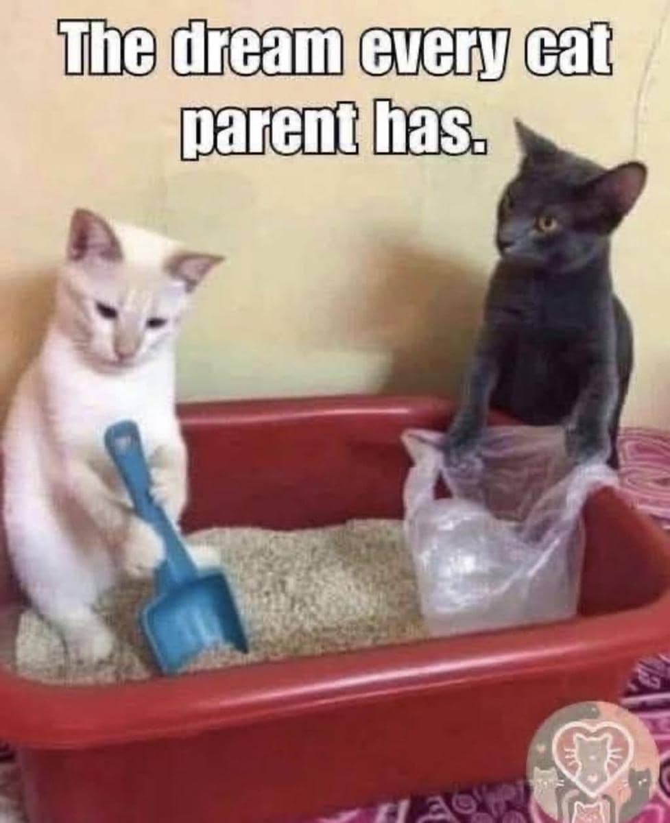 meme kucing tentang orangtua