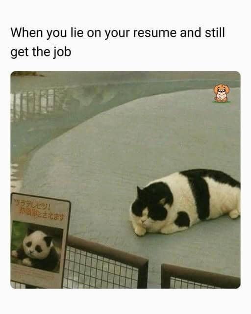 meme kucing tentang kebohongan