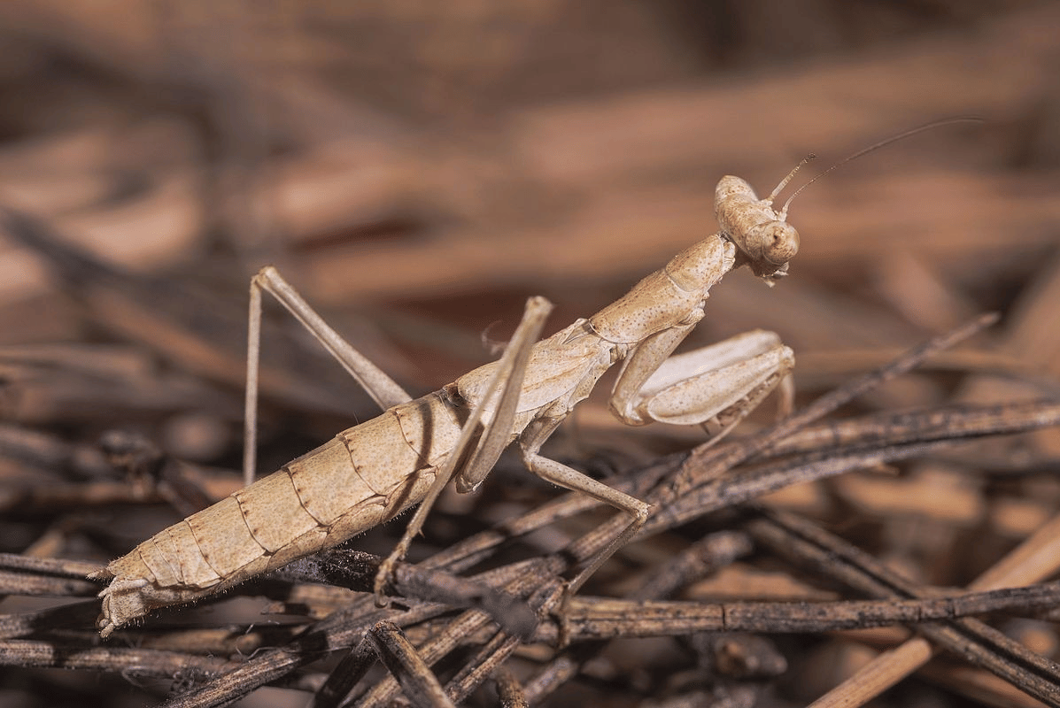 belalang sembah abu-abu
