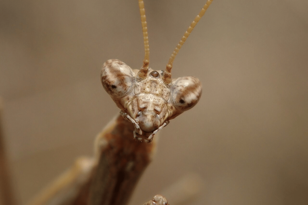 belalang sembah abu-abu