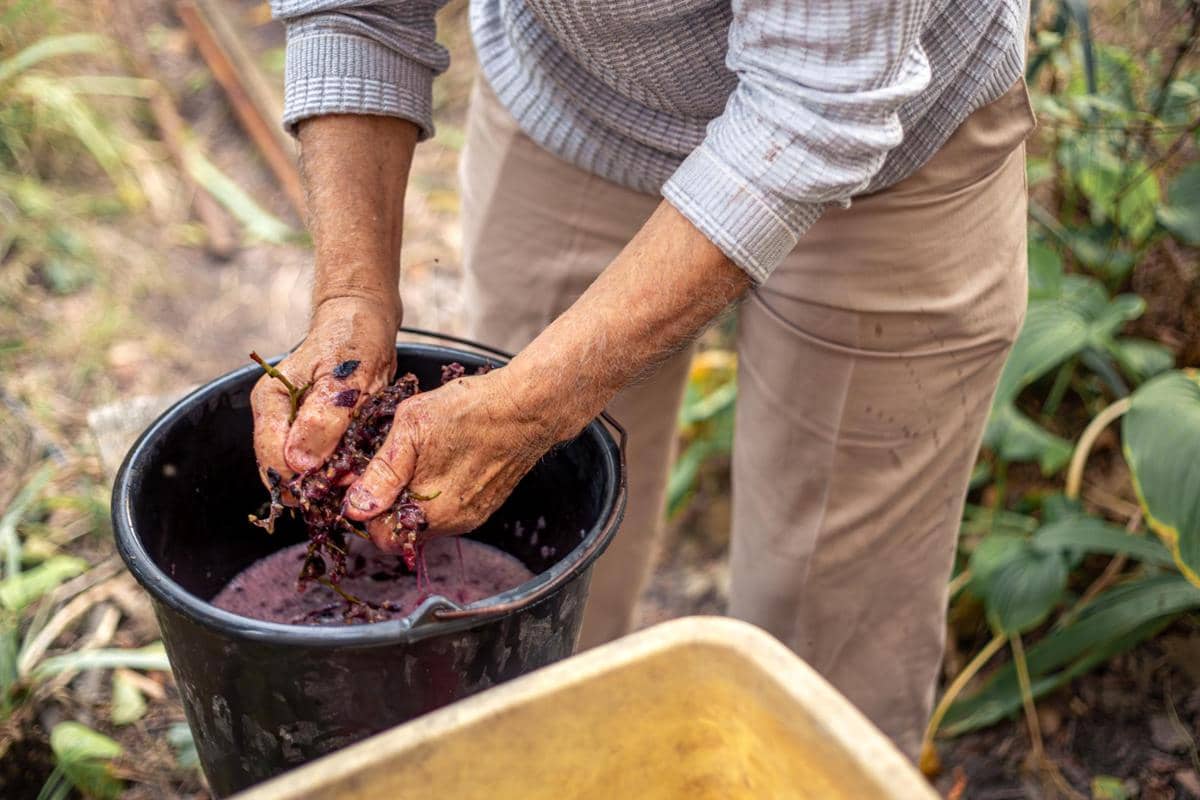 ilustrasi membuat wine 