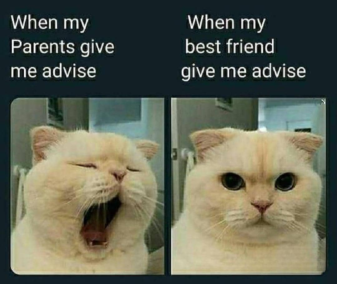 meme kucing tentang orangtua