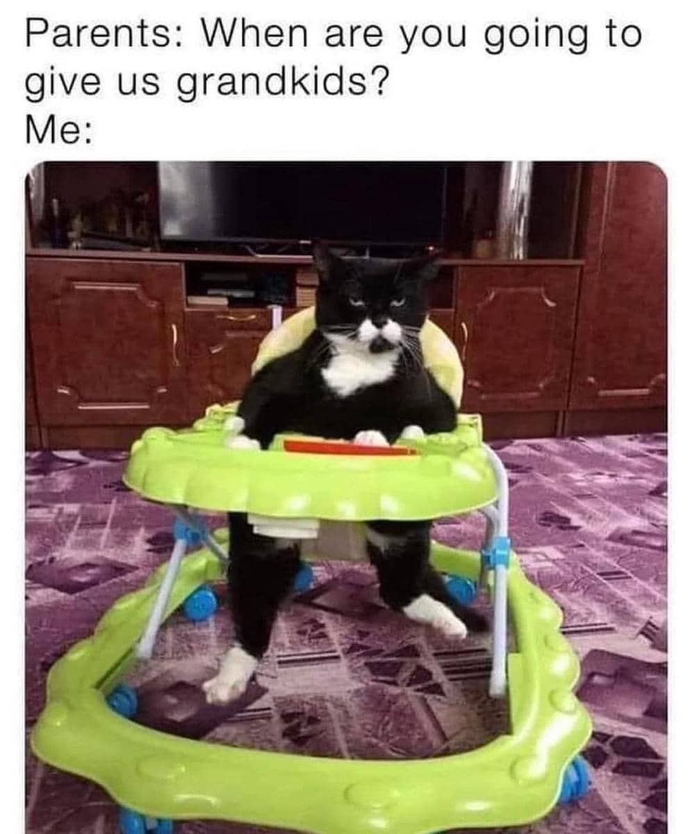 meme kucing tentang orangtua