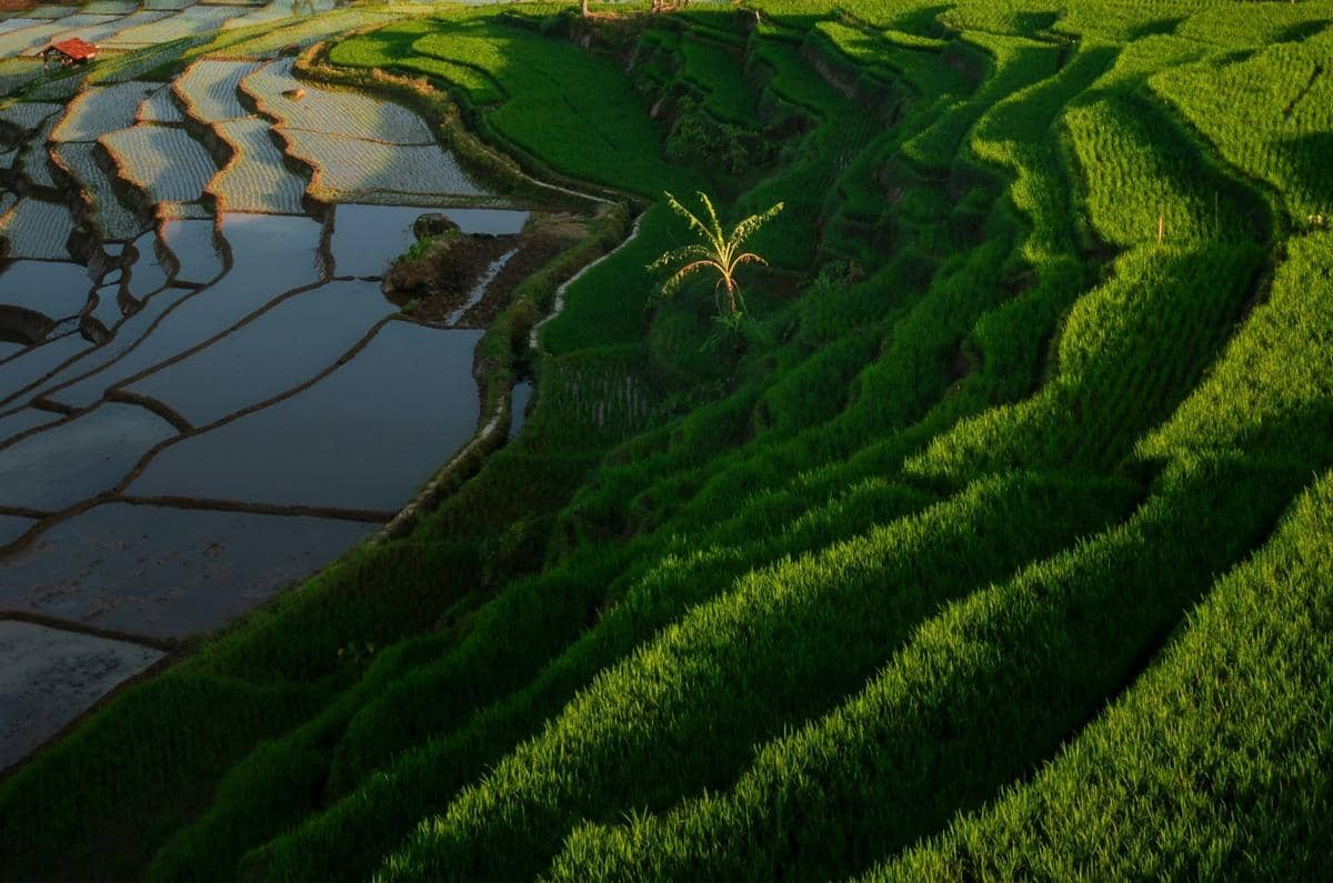 sawah terasering