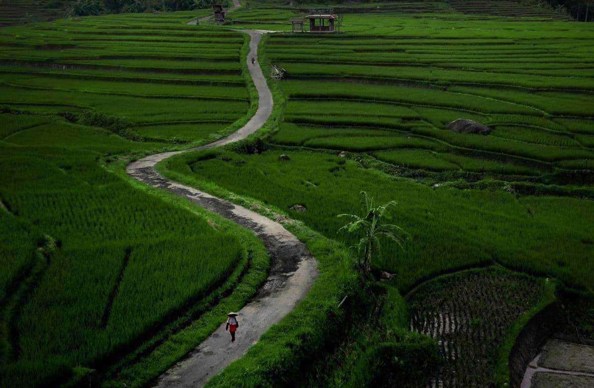 suasana desa dengan sawah hijau 