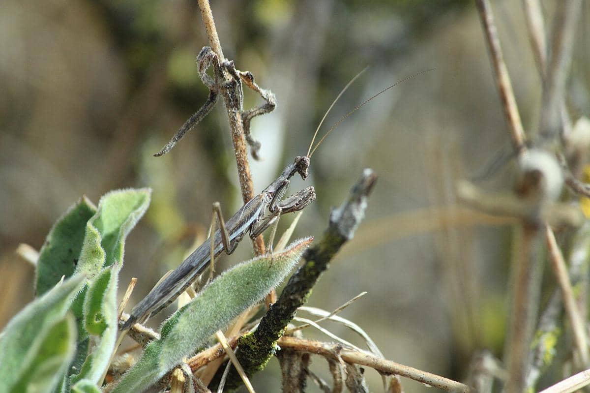 belalang sembah abu-abu