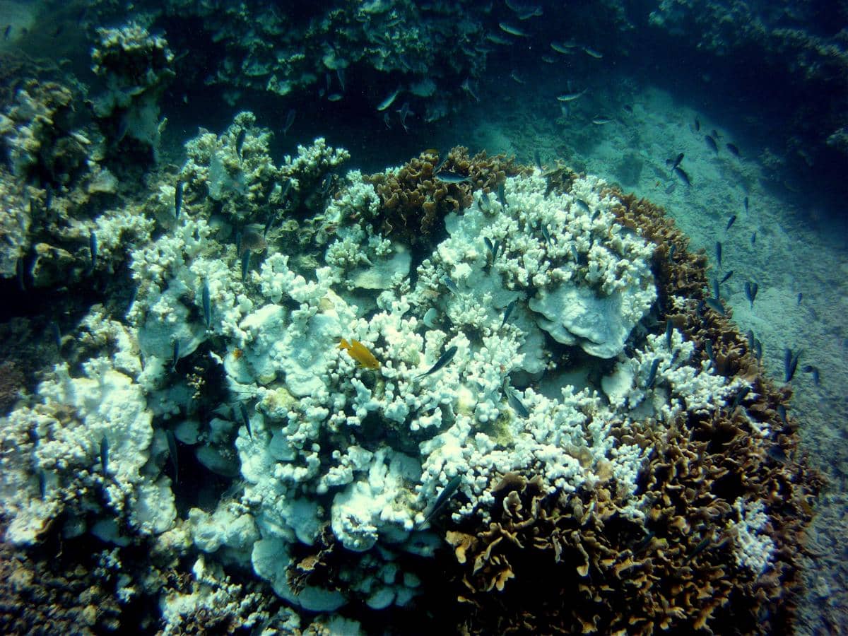 ilustrasi pemutihan terumbu karang akibat perubahan kondisi laut (commons.wikimedia.org/Eco Cafe' Pranburi)
