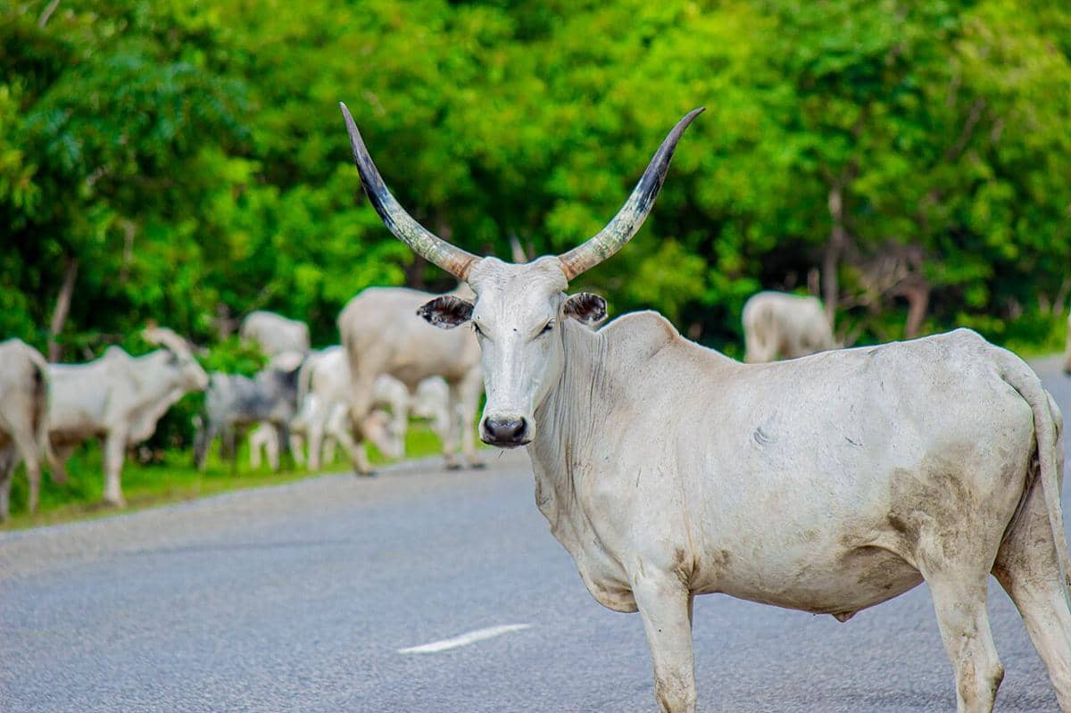 5 Fakta Unik Ungulata, Bentuk Kaki Unik Jadi Ciri Khasnya