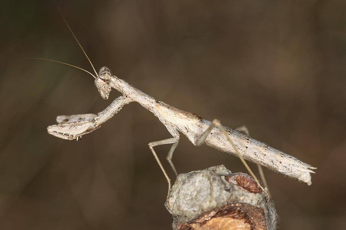 5 Fakta Unik Belalang Sembah Abu-abu, Namanya Tidak Konsisten!