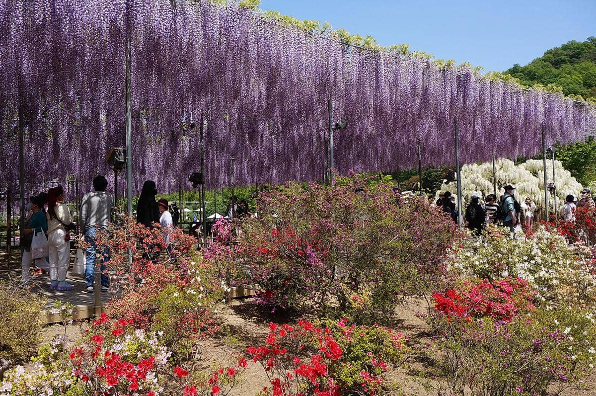 Ashikaga Flower Park, Jepang 