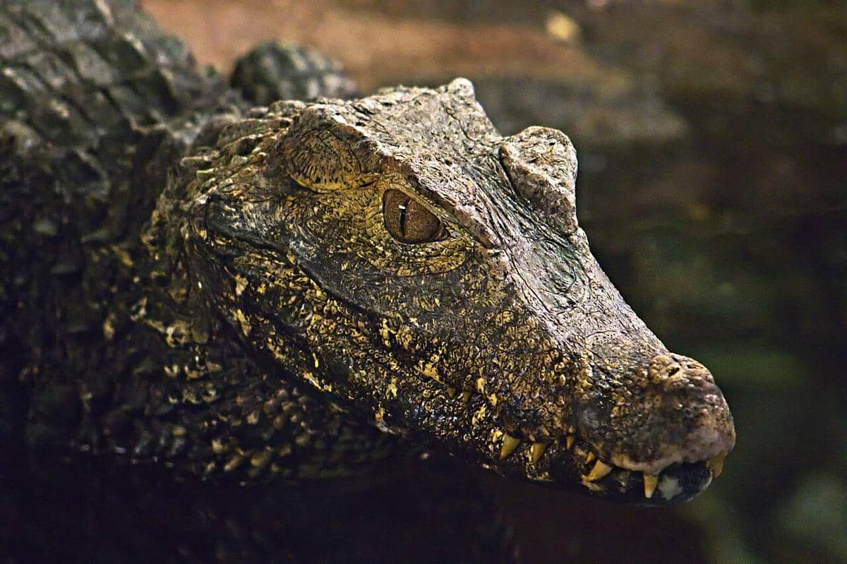 5 Fakta Unik Paleosuchus, Kerabat Dekat Buaya Berukuran Kecil