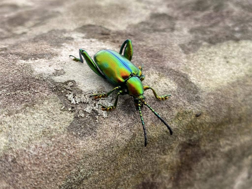 Kumbang Sagra femorata