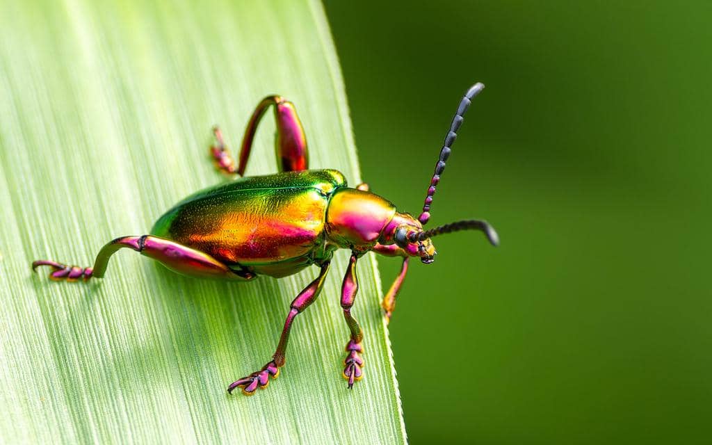 5 Fakta Frog Legged Leaf Beetle, Kumbang Kaki Katak yang Eksotis