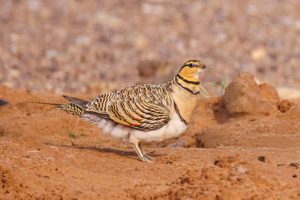 5 Fakta Pin Tailed Sandgrouse, Burung Gurun dengan Kemampuan Unik