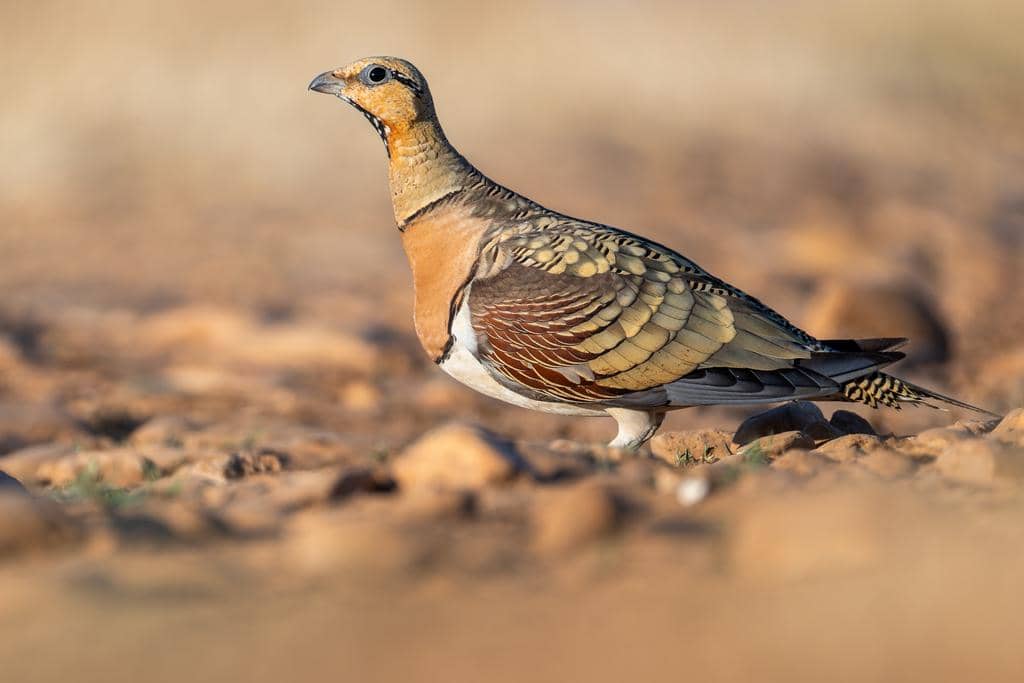 Burung Pterocles alchata