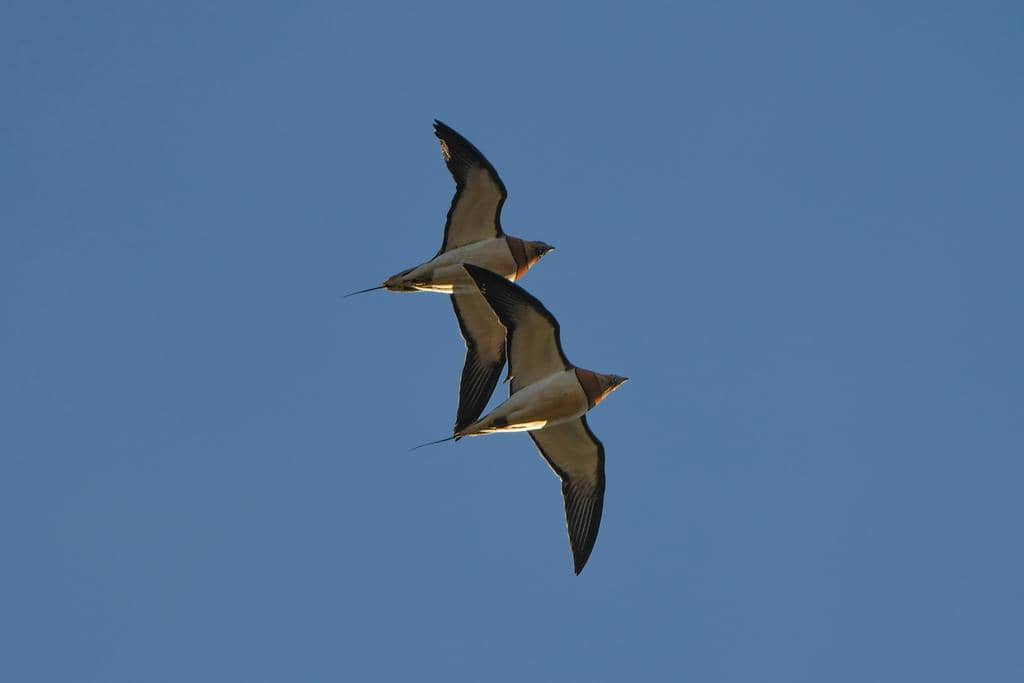Burung Pterocles alchata