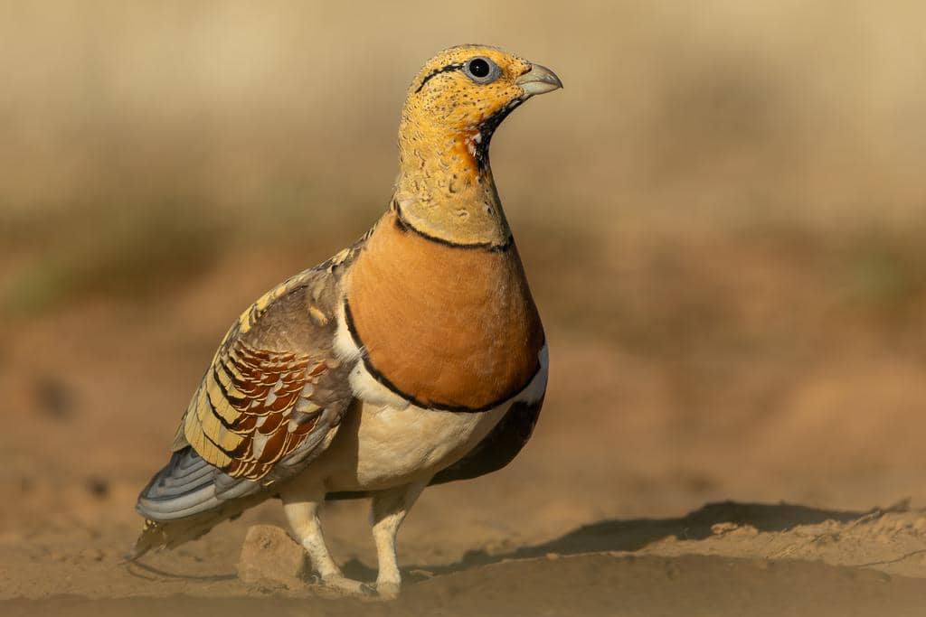 Burung Pterocles alchata