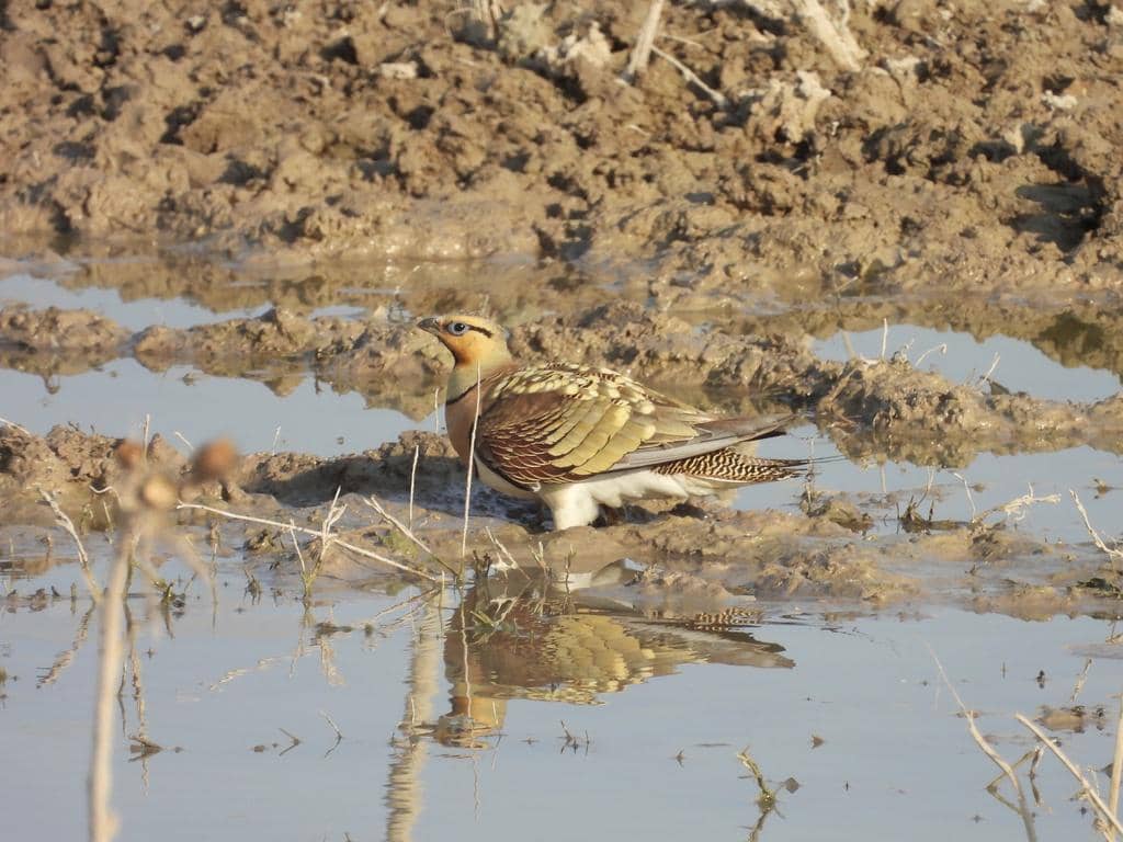 Burung Pterocles alchata