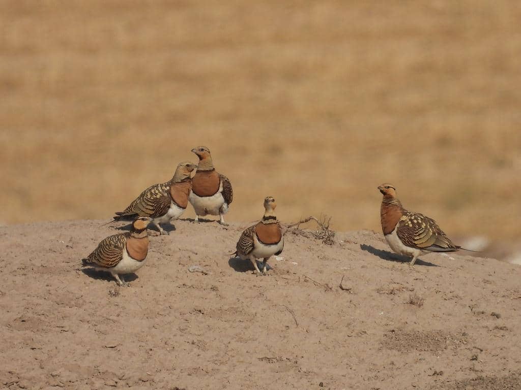 Burung Pterocles alchata