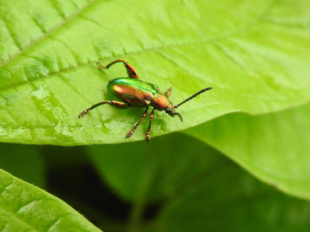 Kumbang Sagra femorata