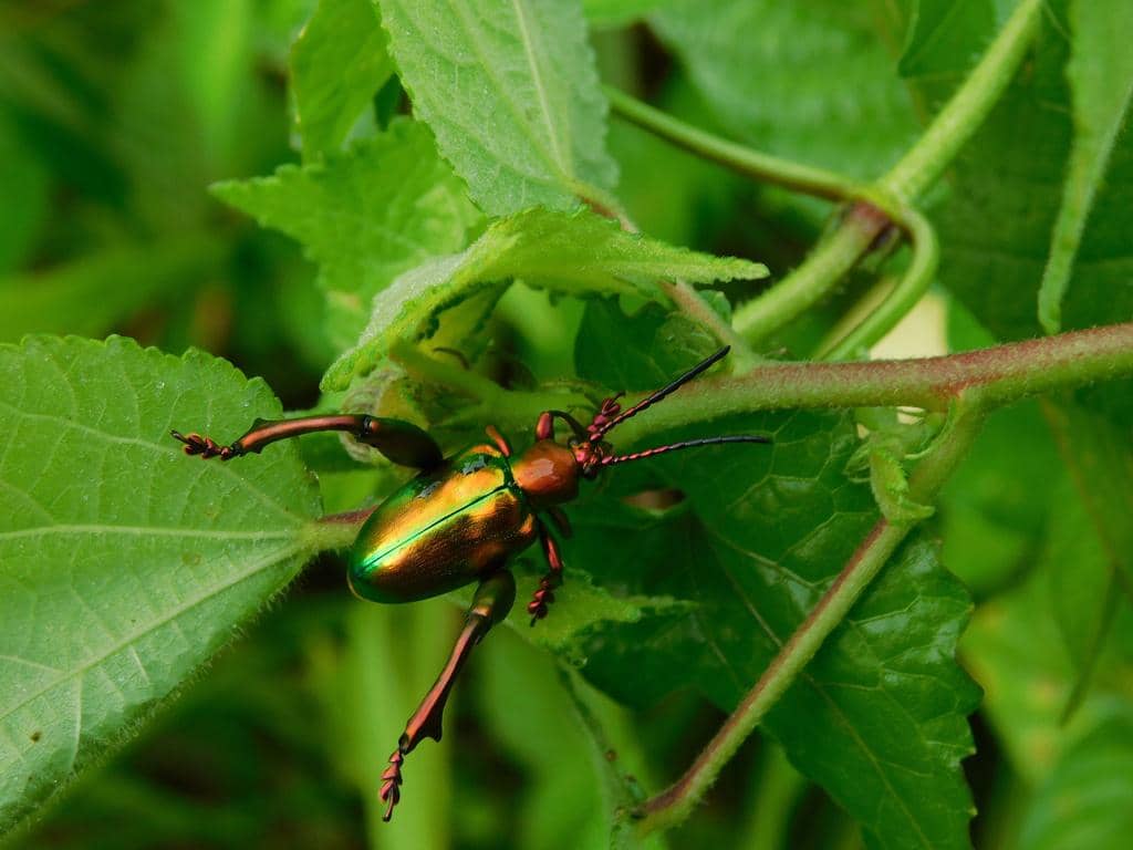 Kumbang Sagra femorata