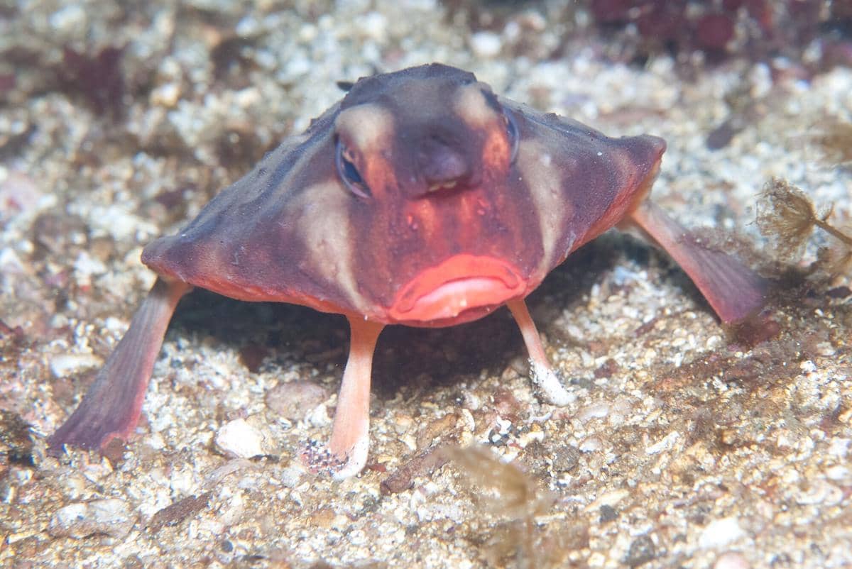 Ikan kelelawar bibir merah hewan yang hidup di lautan tapi tidak bisa berenang