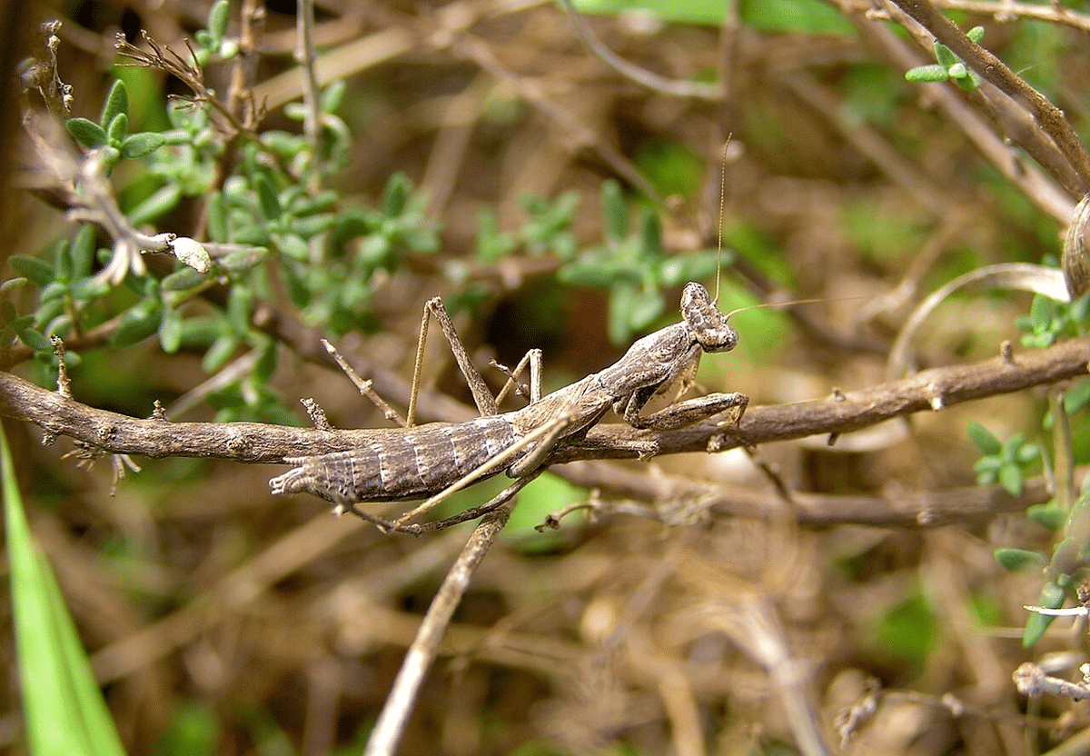 belalang sembah abu-abu