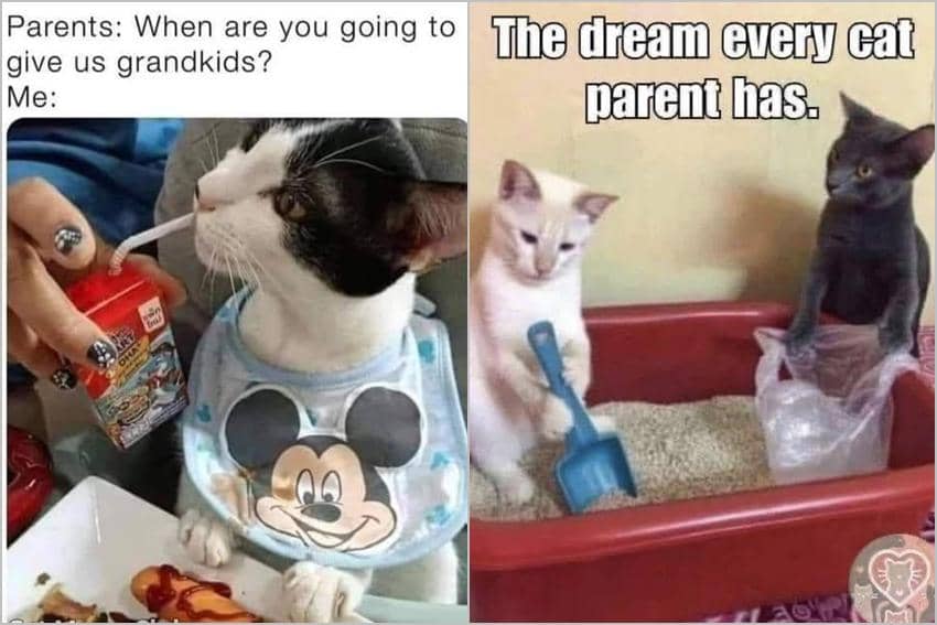 8 Meme Kucing tentang Orangtua, Ditanyain Kapan Punya Cucu?