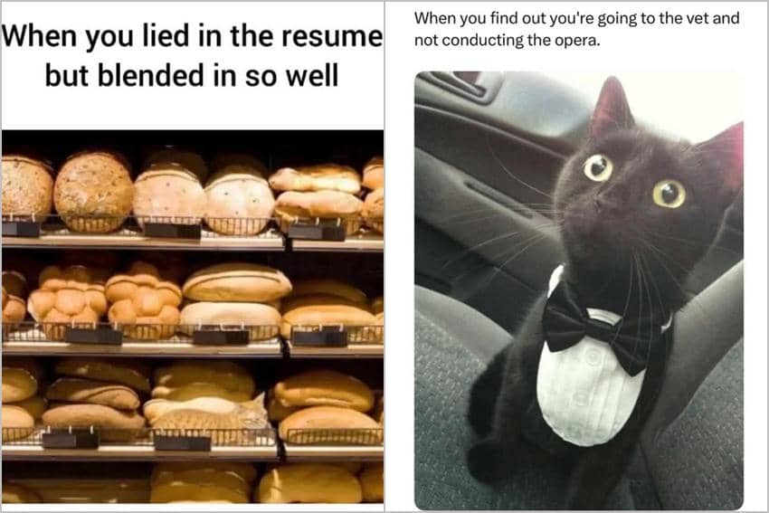 8 Meme Kucing tentang Kebohongan, Absurd dan Bikin Ngakak