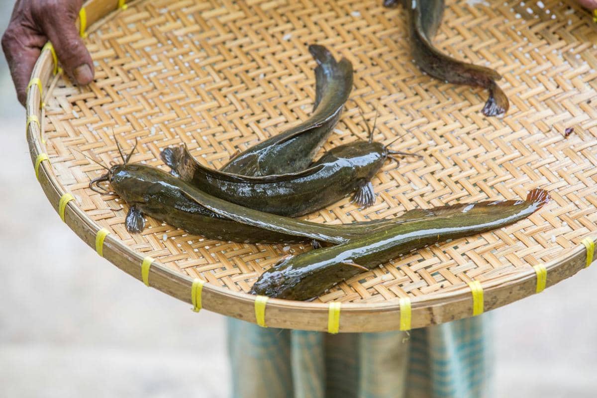 5 Tips Memulai Bisnis Budidaya Lele agar Tidak Mudah Rugi