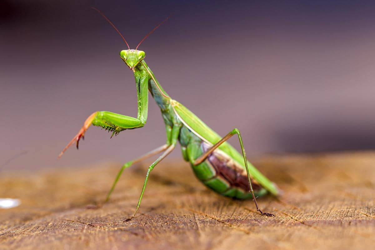 5 Fakta Unik Belalang Sembah, Benarkah Kanibal Sejati?