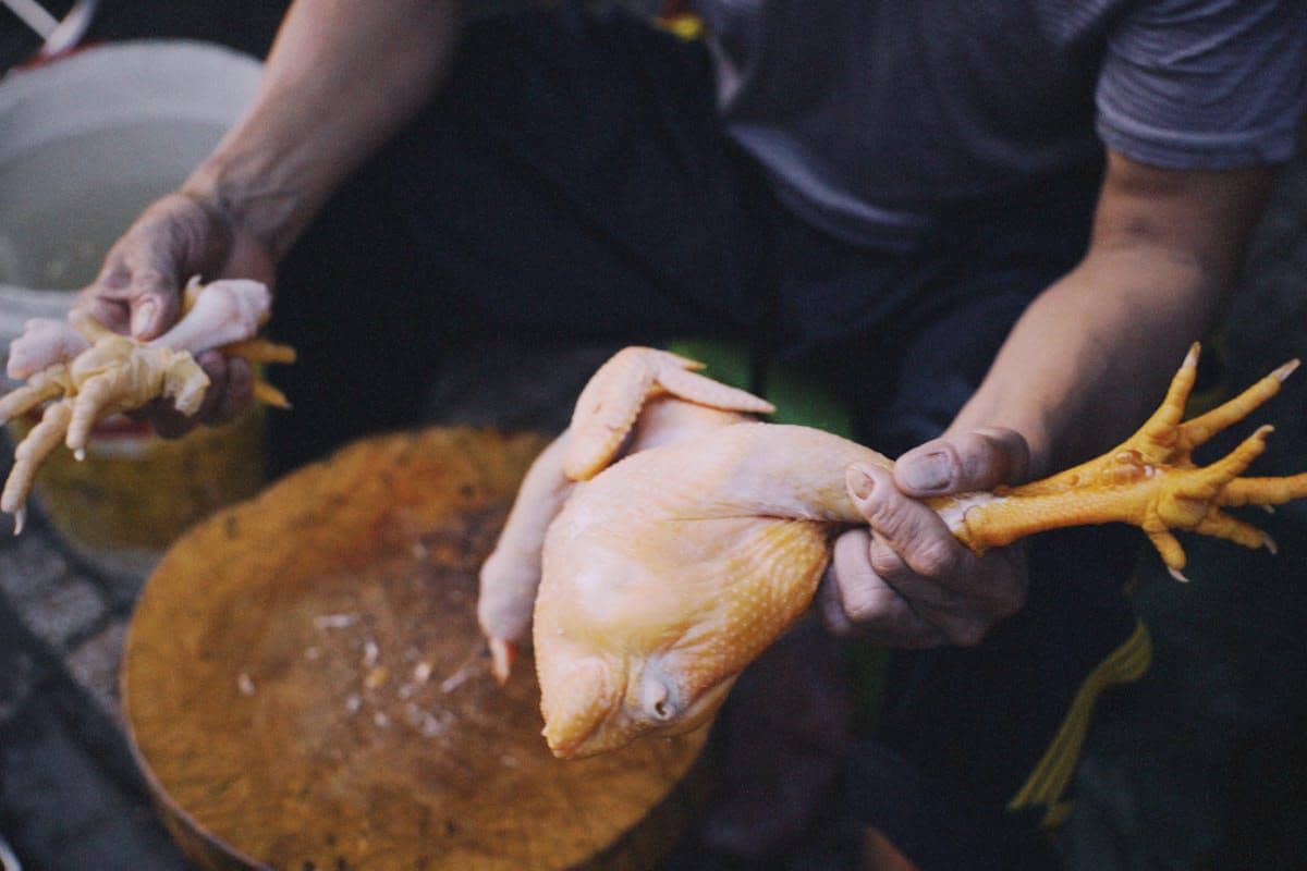 ilustrasi daging ayam