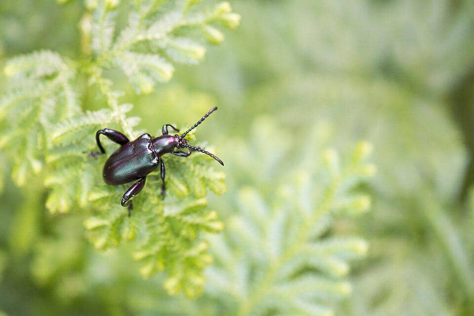 Kumbang Sagra femorata