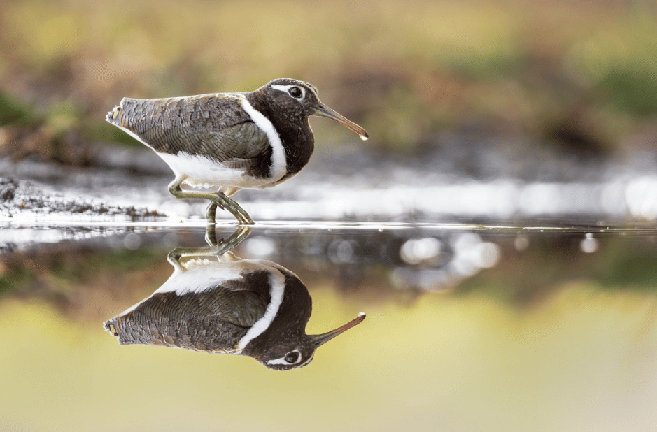 5 Fakta Australian Painted Snipe, Burung Lahan Basah dengan Perilaku Unik