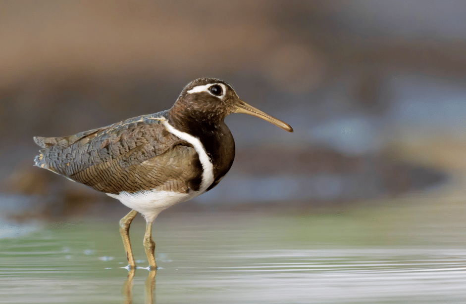 burung australian painted snipe