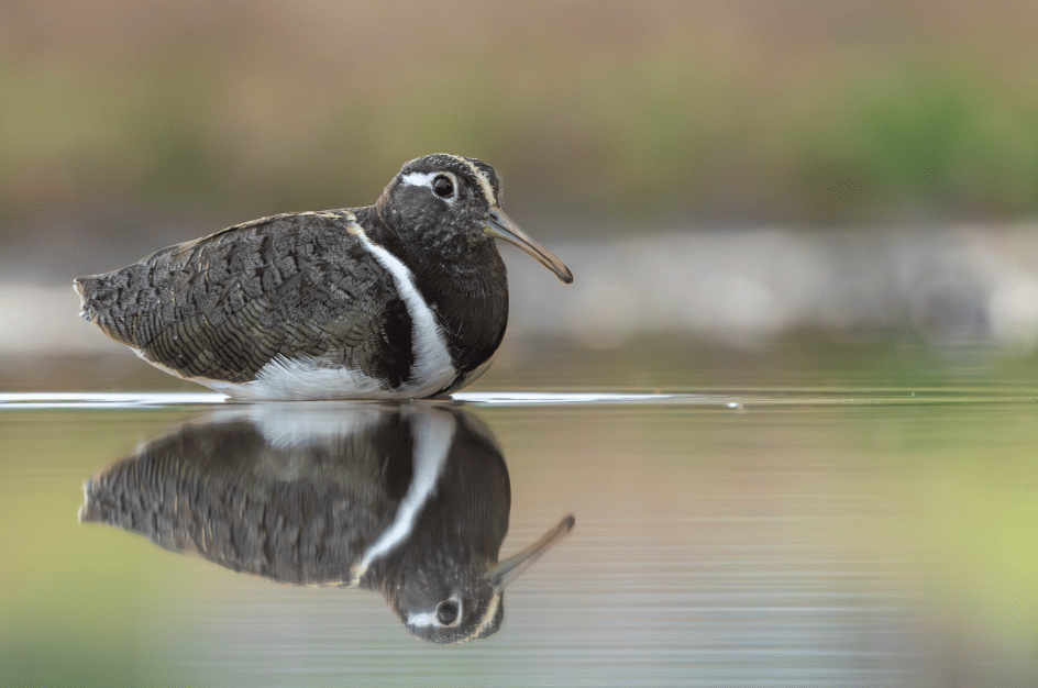 burung australian painted snipe