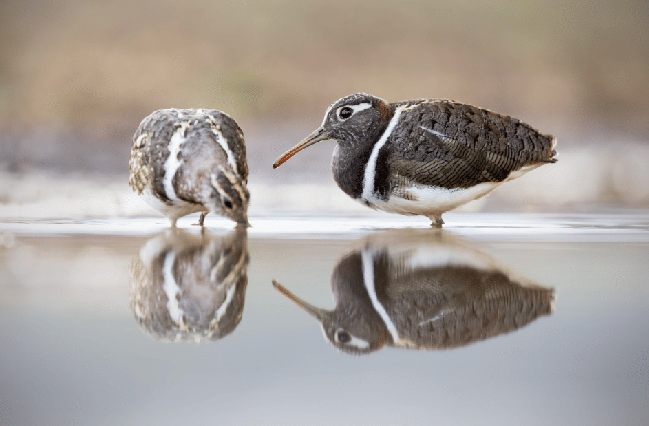 burung australian painted snipe
