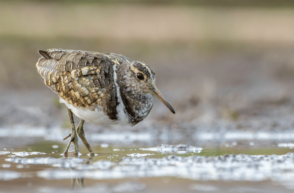 burung australian painted snipe