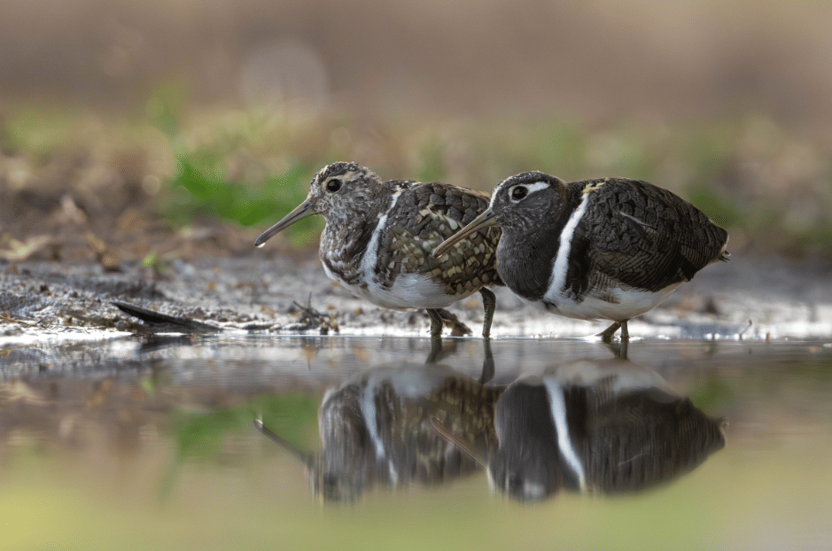 burung australian painted snipe