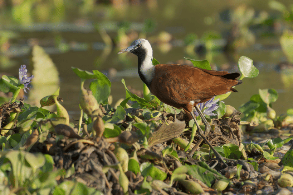 burung madagascar jacana