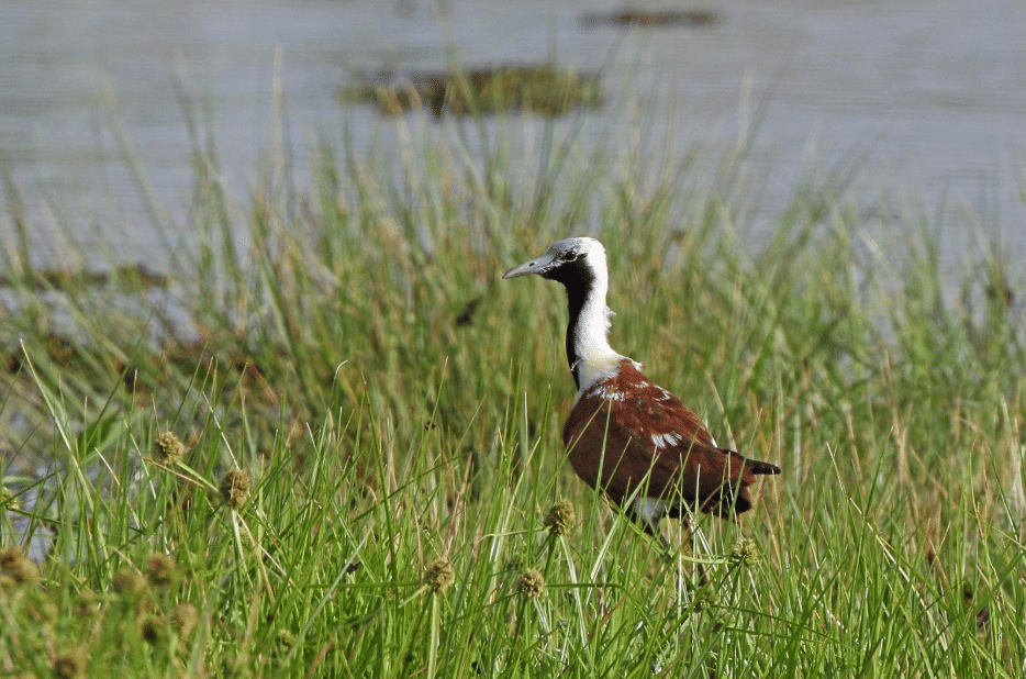 burung madagascar jacana