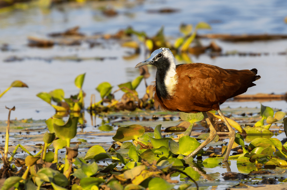 5 Fakta Madagascar Jacana, Burung Air dengan Peran Betina Dominan