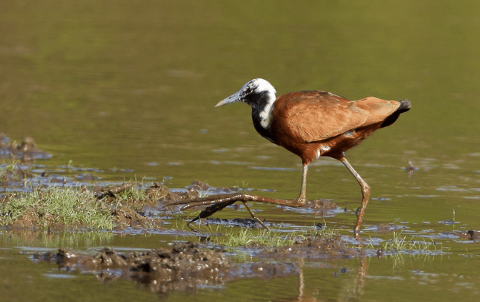 burung madagascar jacana